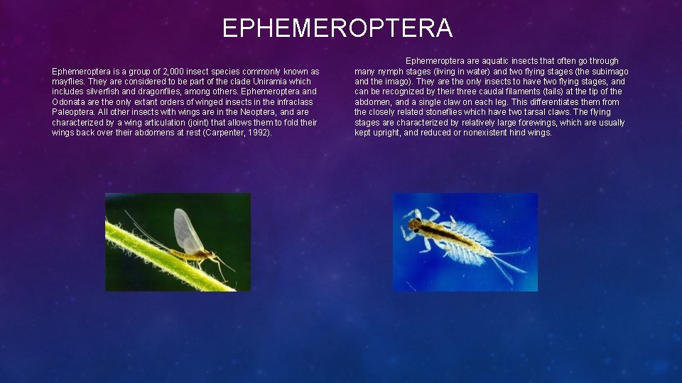 EPHEMEROPTERA Ephemeroptera is a group of 2, 000 insect species commonly known as mayflies.