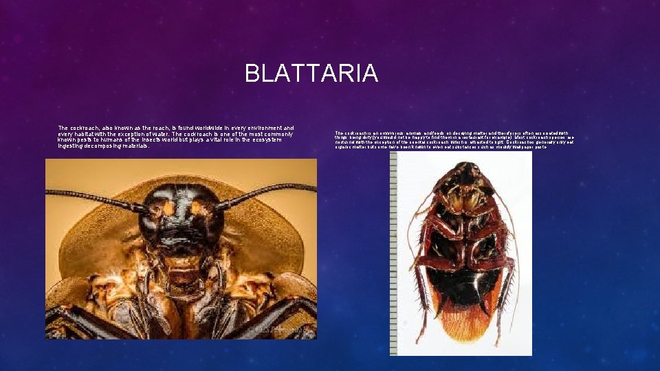 BLATTARIA The cockroach, also known as the roach, is found worldwide in every environment