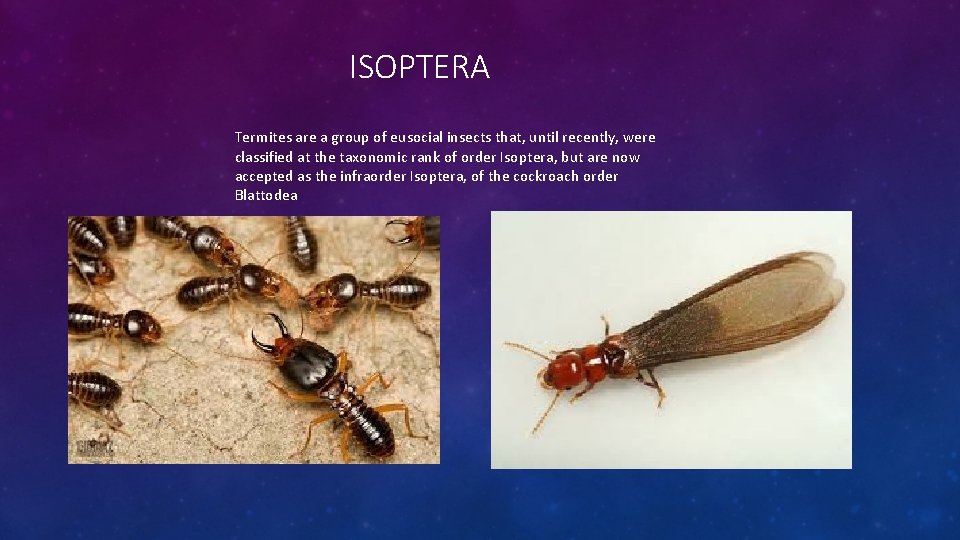 ISOPTERA Termites are a group of eusocial insects that, until recently, were classified at