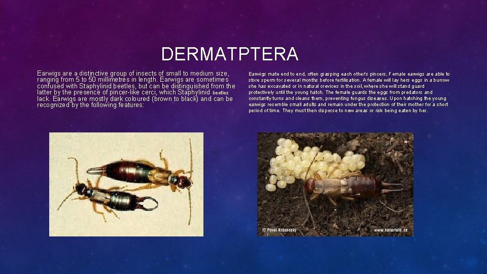 DERMATPTERA Earwigs are a distinctive group of insects of small to medium size, ranging