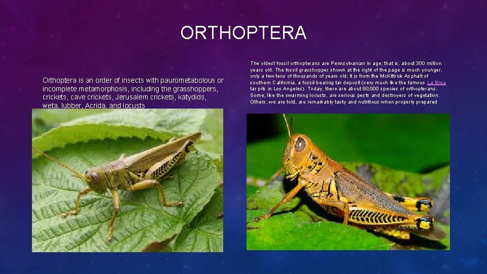 ORTHOPTERA Orthoptera is an order of insects with paurometabolous or incomplete metamorphosis, including the