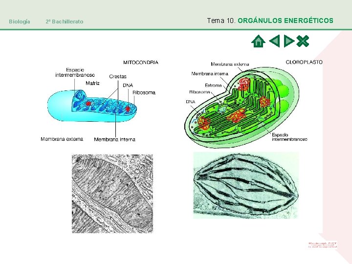 Biología 2º Bachillerato Tema 10. ORGÁNULOS ENERGÉTICOS 