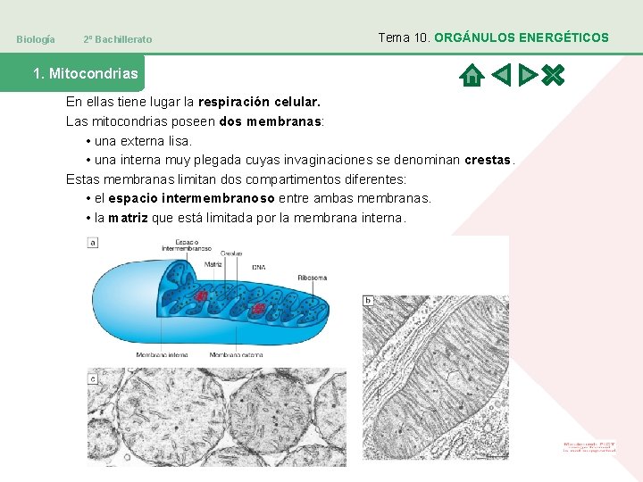 Biología 2º Bachillerato Tema 10. ORGÁNULOS ENERGÉTICOS 1. Mitocondrias En ellas tiene lugar la
