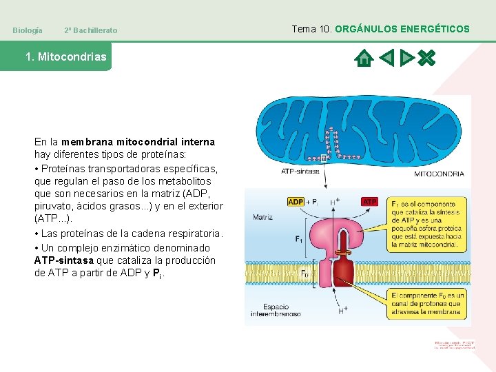 Biología 2º Bachillerato 1. Mitocondrias En la membrana mitocondrial interna hay diferentes tipos de