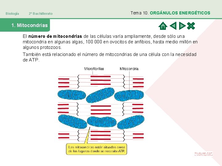 Biología 2º Bachillerato Tema 10. ORGÁNULOS ENERGÉTICOS 1. Mitocondrias El número de mitocondrias de