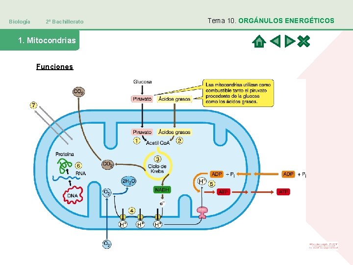 Biología 2º Bachillerato 1. Mitocondrias Funciones Tema 10. ORGÁNULOS ENERGÉTICOS 