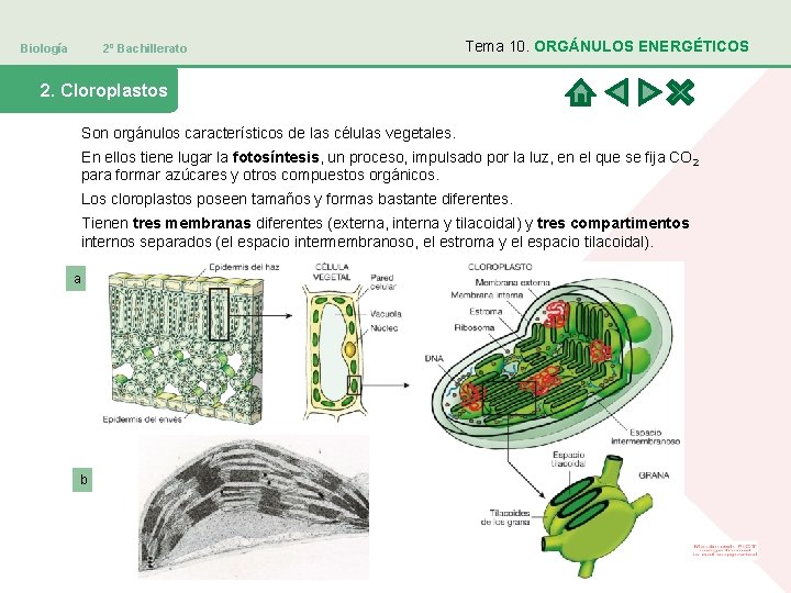 Biología 2º Bachillerato Tema 10. ORGÁNULOS ENERGÉTICOS 2. Cloroplastos Son orgánulos característicos de las