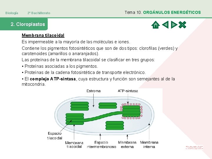 Biología 2º Bachillerato Tema 10. ORGÁNULOS ENERGÉTICOS 2. Cloroplastos Membrana tilacoidal Es impermeable a