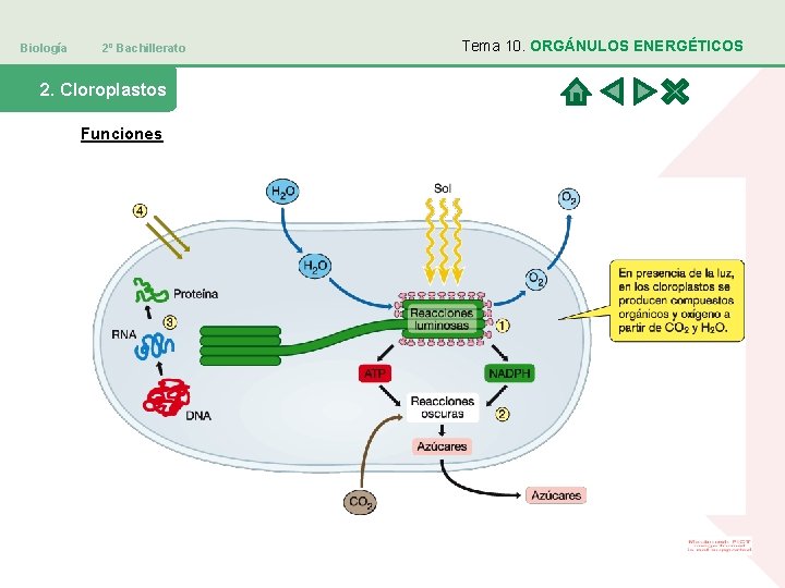 Biología 2º Bachillerato 2. Cloroplastos Funciones Tema 10. ORGÁNULOS ENERGÉTICOS 