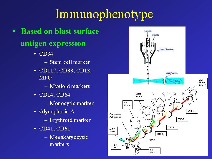 Immunophenotype • Based on blast surface antigen expression • CD 34 – Stem cell