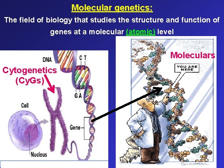 Molecular genetics: The field of biology that studies the structure and function of genes