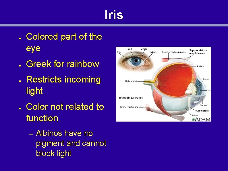 Iris ● ● Colored part of the eye Greek for rainbow Restricts incoming light