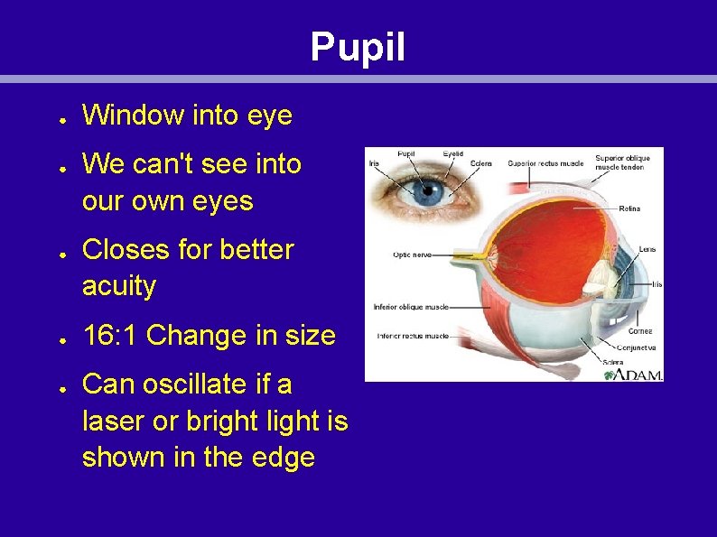 Pupil ● ● ● Window into eye We can't see into our own eyes