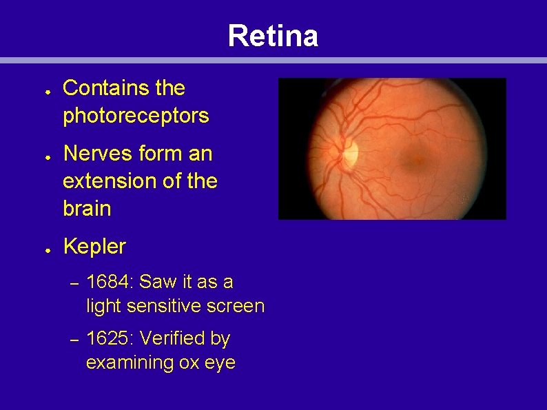 Retina ● ● ● Contains the photoreceptors Nerves form an extension of the brain