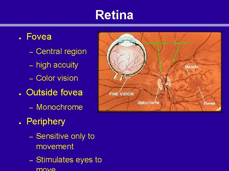 Retina ● ● Fovea – Central region – high accuity – Color vision Outside