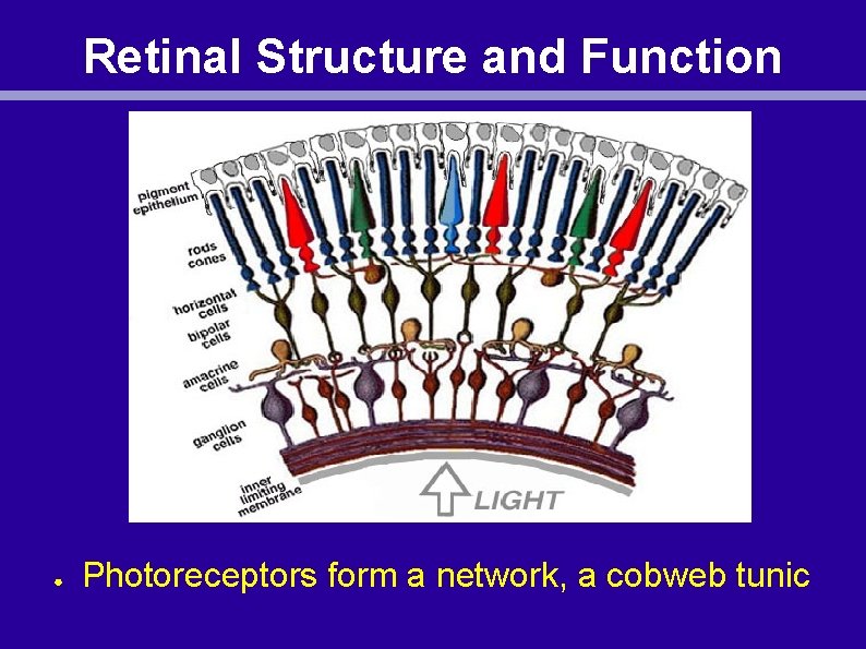 Retinal Structure and Function ● Photoreceptors form a network, a cobweb tunic 