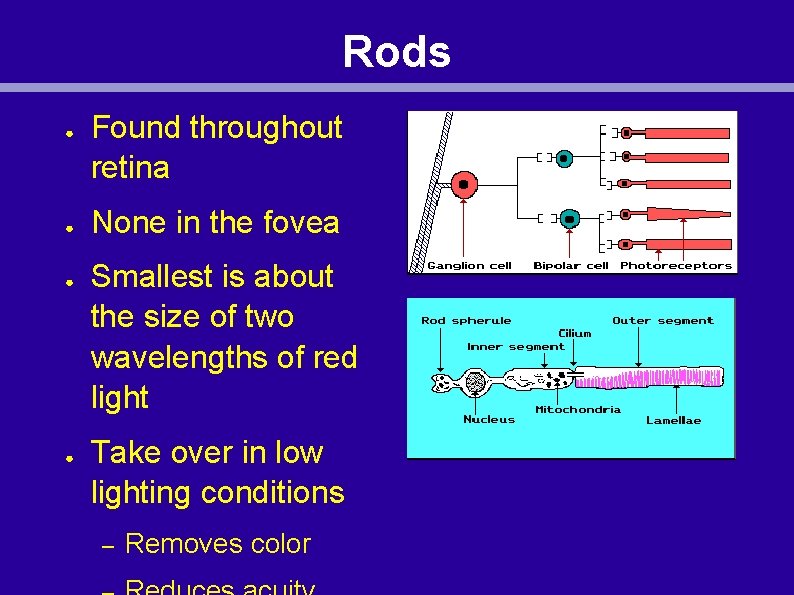Rods ● ● Found throughout retina None in the fovea Smallest is about the