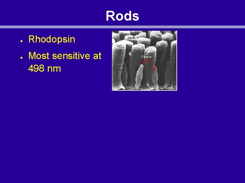 Rods ● ● Rhodopsin Most sensitive at 498 nm 