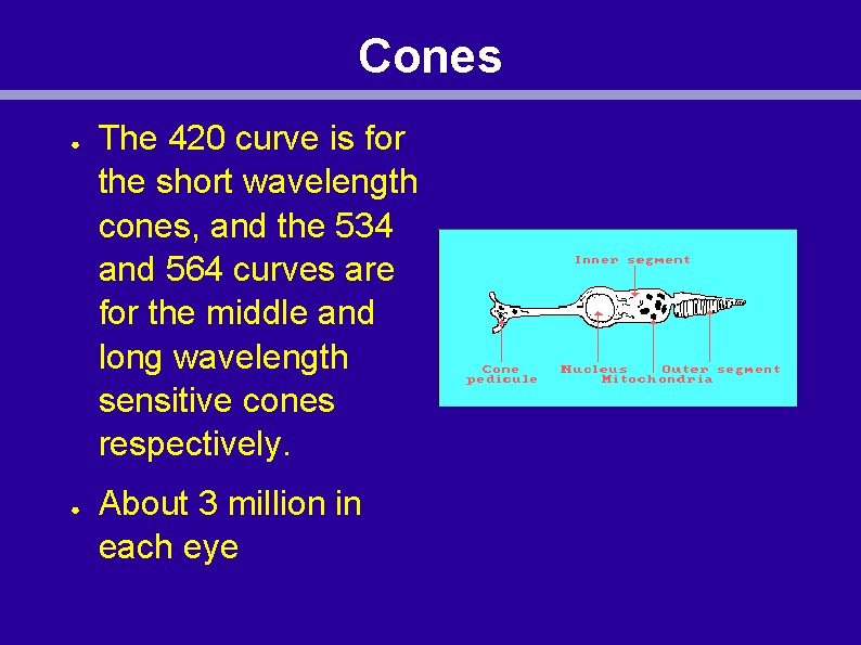 Cones ● ● The 420 curve is for the short wavelength cones, and the