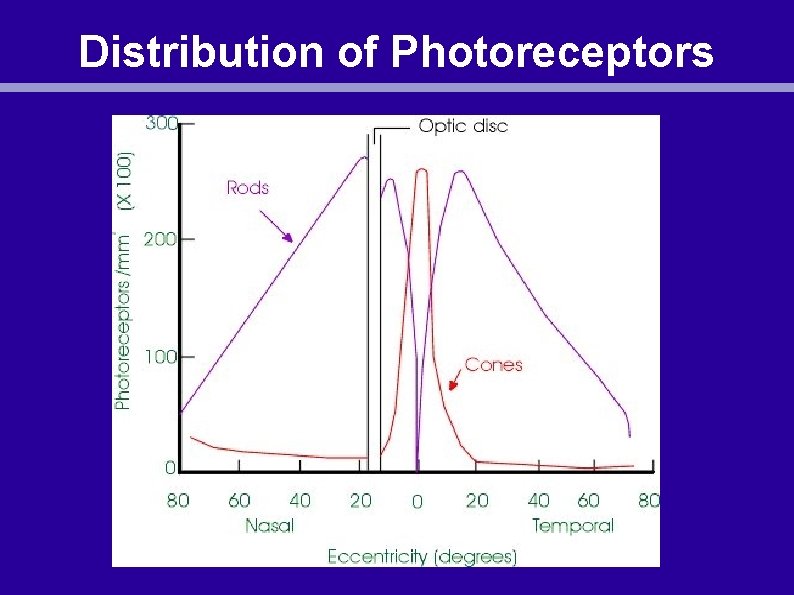 Distribution of Photoreceptors 