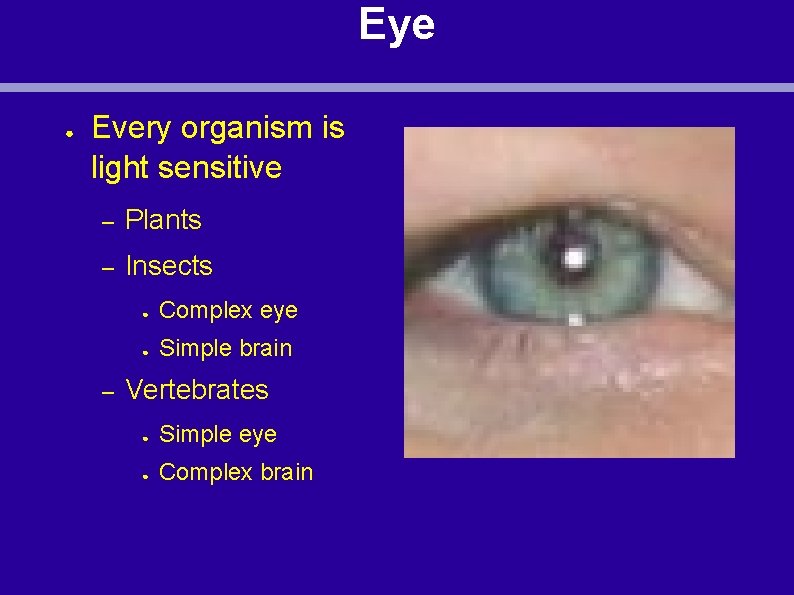 Eye ● Every organism is light sensitive – Plants – Insects – ● Complex