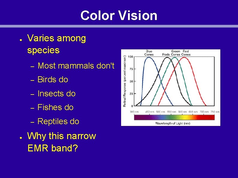 Color Vision ● ● Varies among species – Most mammals don't – Birds do