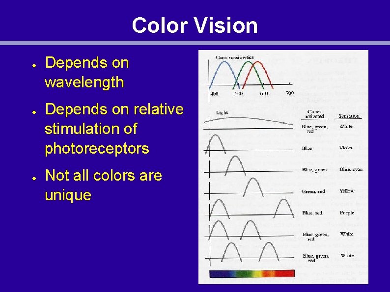 Color Vision ● ● ● Depends on wavelength Depends on relative stimulation of photoreceptors