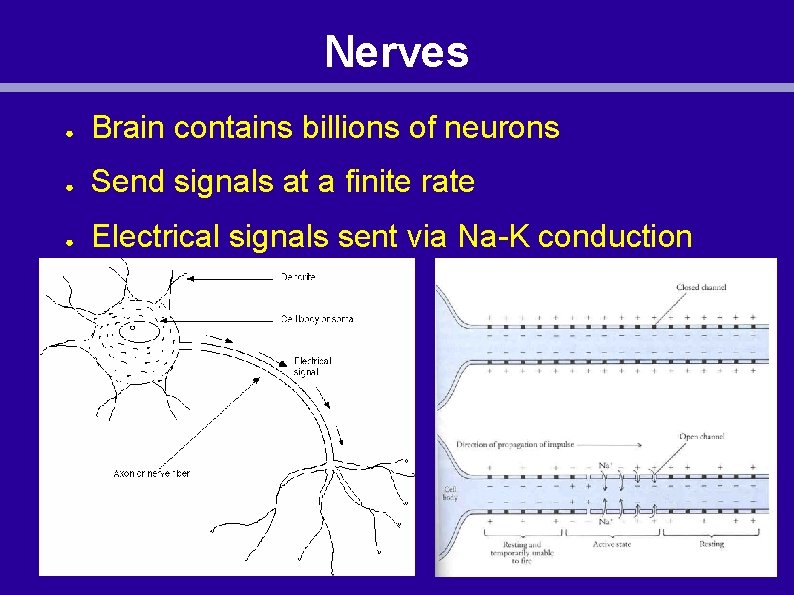 Nerves ● Brain contains billions of neurons ● Send signals at a finite rate