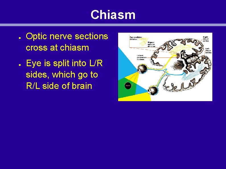 Chiasm ● ● Optic nerve sections cross at chiasm Eye is split into L/R
