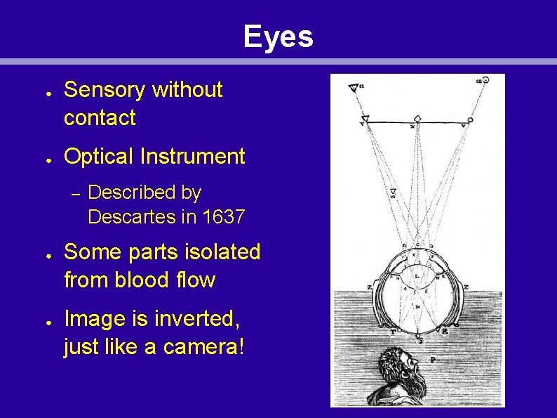 Eyes ● ● Sensory without contact Optical Instrument – ● ● Described by Descartes