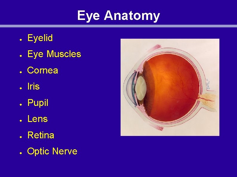 Eye Anatomy ● Eyelid ● Eye Muscles ● Cornea ● Iris ● Pupil ●