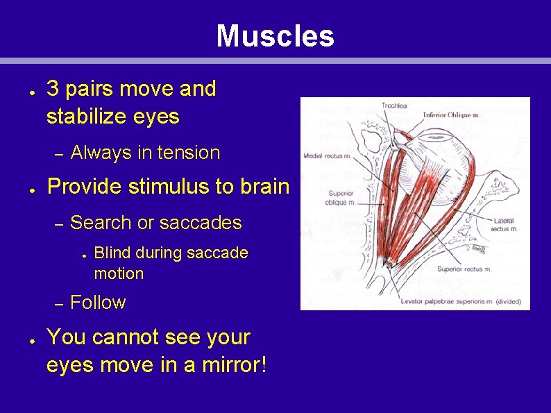 Muscles ● 3 pairs move and stabilize eyes – ● Always in tension Provide