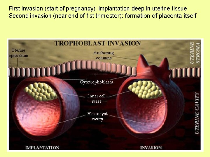 First invasion (start of pregnancy): implantation deep in uterine tissue Second invasion (near end