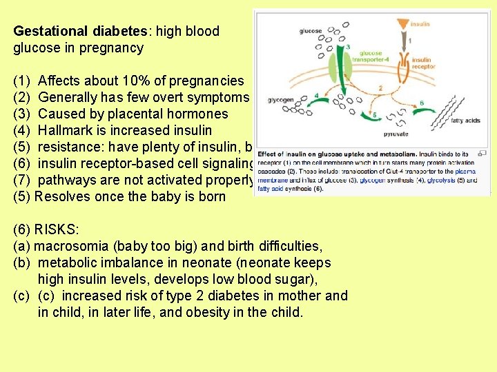 Gestational diabetes: high blood glucose in pregnancy (1) Affects about 10% of pregnancies (2)