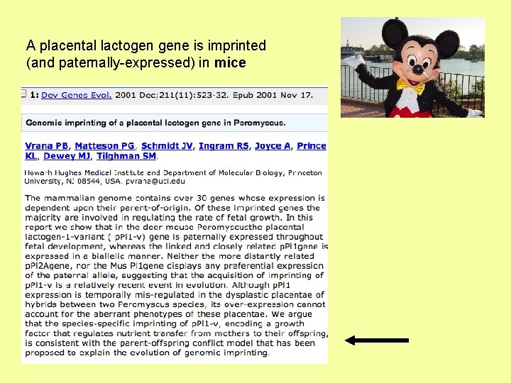 A placental lactogen gene is imprinted (and paternally-expressed) in mice 