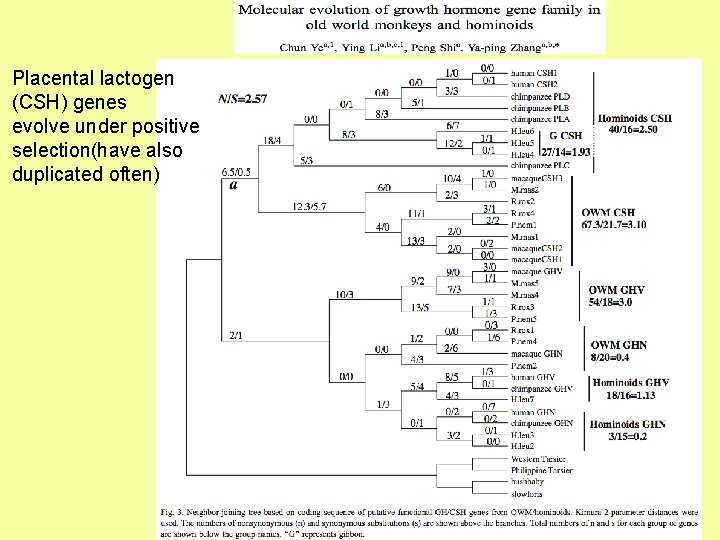 Placental lactogen (CSH) genes evolve under positive selection(have also duplicated often) 