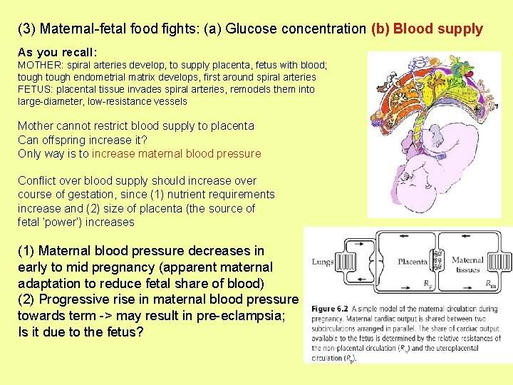 (3) Maternal-fetal food fights: (a) Glucose concentration (b) Blood supply As you recall: MOTHER: