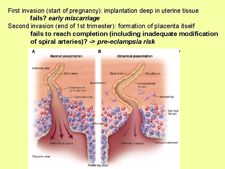 First invasion (start of pregnancy): implantation deep in uterine tissue fails? early miscarriage Second