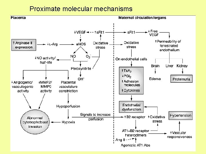 Proximate molecular mechanisms 