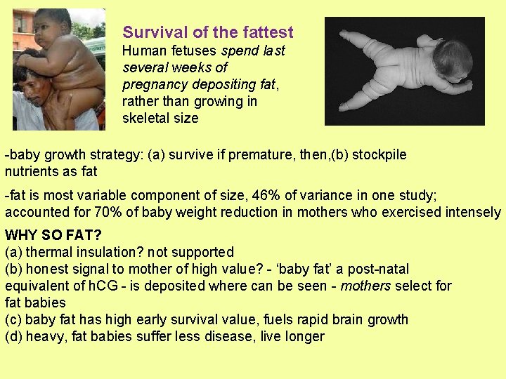 Survival of the fattest Human fetuses spend last several weeks of pregnancy depositing fat,