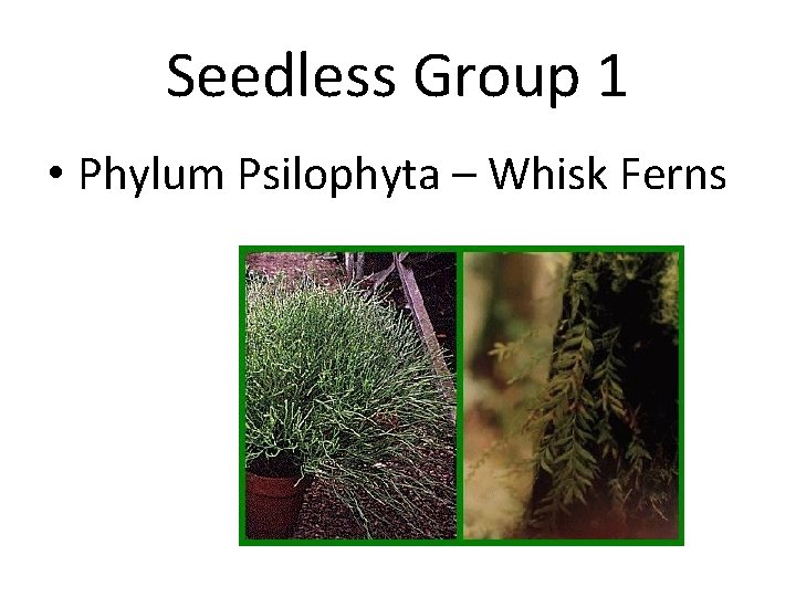 Seedless Group 1 • Phylum Psilophyta – Whisk Ferns 