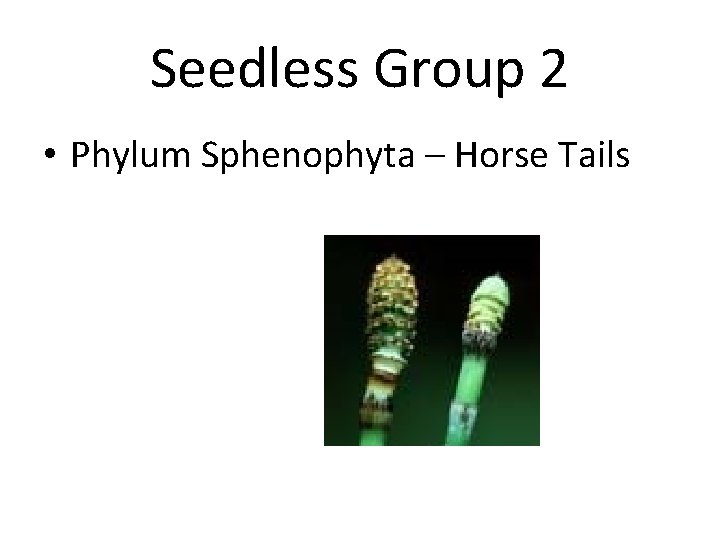 Seedless Group 2 • Phylum Sphenophyta – Horse Tails 