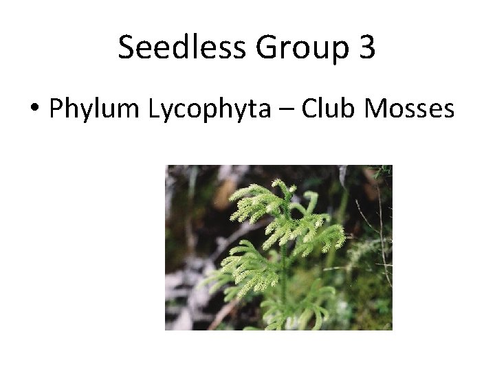 Seedless Group 3 • Phylum Lycophyta – Club Mosses 