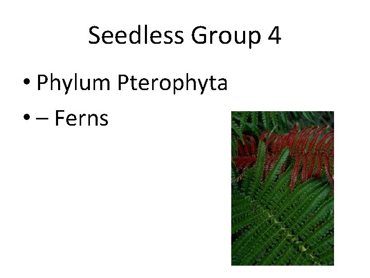 Seedless Group 4 • Phylum Pterophyta • – Ferns 