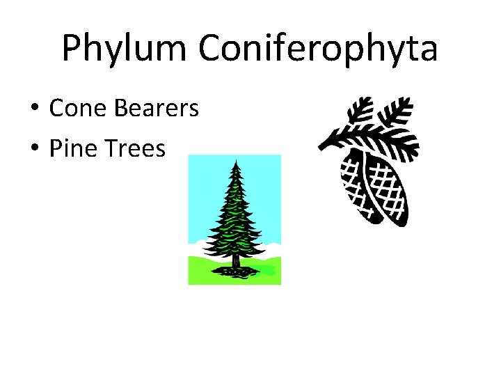 Phylum Coniferophyta • Cone Bearers • Pine Trees 
