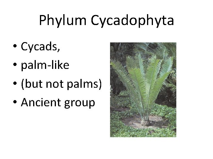 Phylum Cycadophyta • Cycads, • palm-like • (but not palms) • Ancient group 