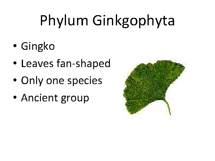 Phylum Ginkgophyta • • Gingko Leaves fan-shaped Only one species Ancient group 