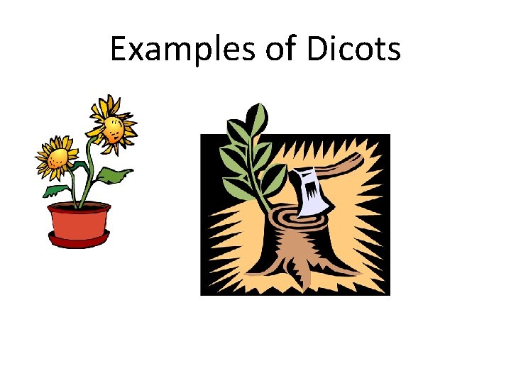 Examples of Dicots 