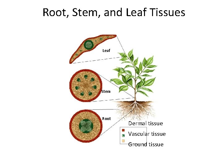 Root, Stem, and Leaf Tissues Section 23 -1 Leaf Stem Root Dermal tissue Vascular