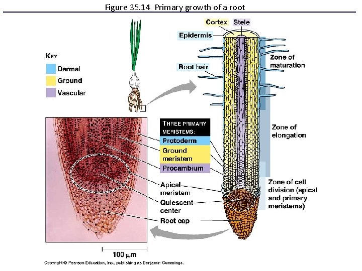 Figure 35. 14 Primary growth of a root 